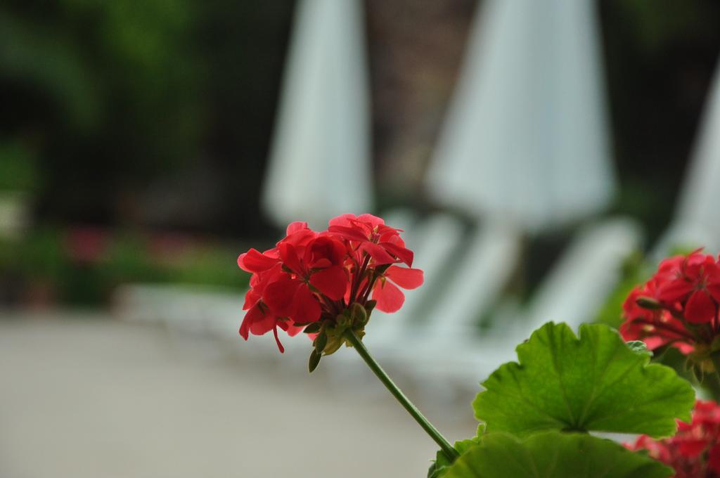 Palm Court Suites Ayvalik Exterior photo