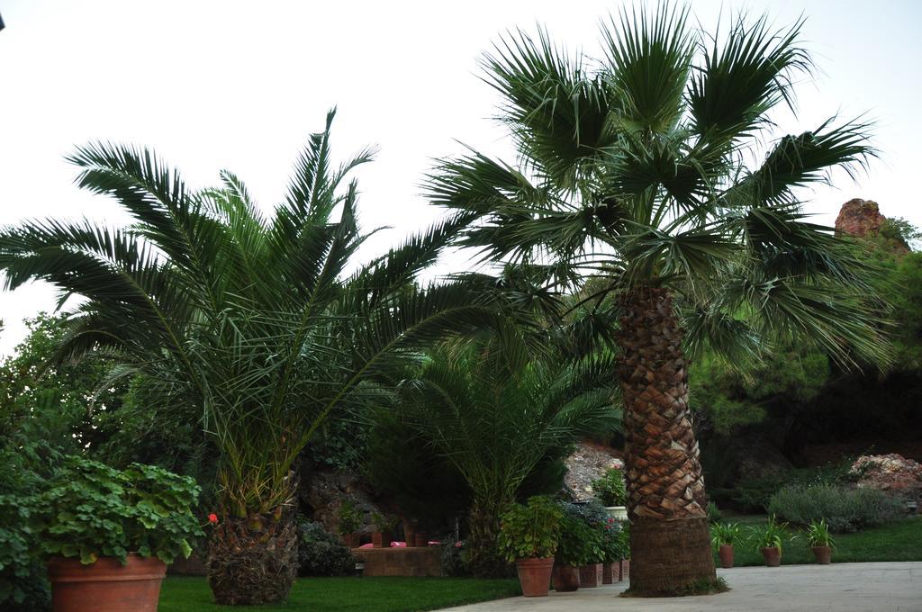 Palm Court Suites Ayvalik Exterior photo